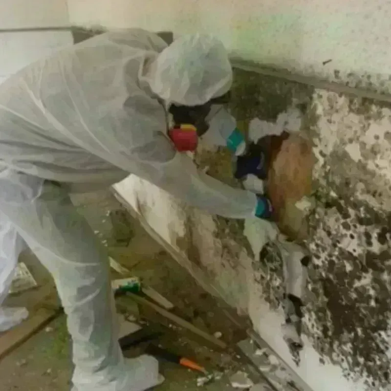 Mold Remediation and Removal in Rowan County, NC